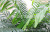 Simulation Tropical Plant Leaves Coconut Beach Landscape Single Pole Coconut Leaf Fruit Tree Sunflower Leaf Tree Palm Wholesale