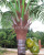 Simulation 2.7 M Coconut Leaf Fruit Tree Tree Arecaceae Tropical Coconut King Plant Engineering Decoration Wholesale
