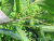 Simulation Summer Oak Plant Fake Tree Leaves Wine Bottle Leaves Green Bars Leaves Leaves Banyan Green Landscape Engineering Wholesale