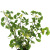 New Artificial Green Plant Indoor 0.9 M Ginkgo Leaves White Fruit Sun Tree Mulberry Leaf Museum Factory Wholesale