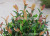 Simulation Plant Floor Bonsai 0.7 Beige Red Leaves Fake Leaves Olive Leaf Shrubs Laurel Leaves Ornament Furnishing Batch