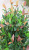 Simulation Plant Floor Bonsai 0.7 Beige Red Leaves Fake Leaves Olive Leaf Shrubs Laurel Leaves Ornament Furnishing Batch