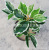 Artificial Plant Fake Trees Leaf Fragrant Camphor Leaf Four-Fork Three-Dimensional Camphor Leaf White Edge Leaf Shooting Landscape Engineering Wholesale