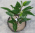 Simulation Tea Tree Camellia Fake Leaves Small Pot Plant Ground Bonsai Maojian Tea Tea 0.7 M Ornament Furnishing Wholesale