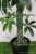 Artificial Plant Fake Trees 1.6 M Fortune Leaf Tree Hotel Shopping Mall Green Plant Wholesale Ground Bonsai Factory Wholesale
