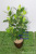 Simulative Plant Leaf Camphor Leaf Stereo Camphor Tree Leaf Arbor Green Plant Decoration Shooting Landscape Engineering Wholesale