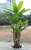 Xiang Rui Simulation Japanese Banana Leaf Tree Banana Leaf Five Pole 2.7 M Tropical Plant Leaf Tree Ground Bonsai Living Room Wholesale