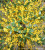 Artificial Forsythia Flower Single Stem Forsythia Plant Leaves Silk Flower Ground Bonsai Multi-Color Decorative Factory Wholesale Bouquet