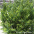 Xiang Rui  Simulation Plant Cypress Branch Cypress Tree Christmas Leaf Beauty Pine Tree Pot Small Cypress Leaf Podocarpus Macrophyllus Pot Pine Sales