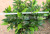 Emulational Greenery Bonsai Maojian Tea Tree Ground Bonsai Indoor and Outdoor Plant Tea Engineering Screen Decoration Wholesale