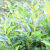 Simulation Tea Tree Fake Camellia Leaves Pot Maojian Tea Ground Bonsai Black Tea Green Camellia Decoration Engineering Wholesale