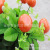 Simulation Mini Pot Plant Simulated Plants Orange Fashion Home Table Ornaments Fruit Office Decoration Factory Wholesale