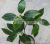 Artificial Camellia Leaves Green Plant Three Fork Branches Guiding Yunwu Tea Green Tea Project DIY Ornament Furnishing Wholesale