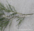 Artificial Plant Fake Willow Leaves Weeping Willow Leaves Willow Leaves Photography DIY Home Decoration Engineering Potted Plant Factory Wholesale