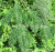 Artificial Asian Plant Qinling Fir Spruce Metasequoia Qinling Fir Xing'an Larch Red and White Fir Fir Wholesale
