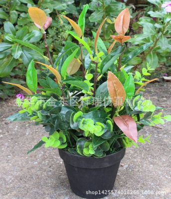 Simulation Mini Pot Plant Shrub Green Plant Fake Leaves Olive Leaf Background Ornament Furnishing Factory Wholesale
