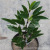Artificial Camellia Fake Leaves Bonsai Anji White Tea 0.7 M Tea DIY Ornament Furnishing Factory Wholesale