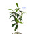 Simulation Lamination Green Plant Indoor 0.8 M Ancient Branch Mango Leaves White Fruit Sun Leaves Museum Factory Wholesale