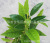 Simulation Fake Tea Leaves Single Stem Fuding White Green Tea Black Tea DIY Screen Home Ornament Furnishing Wholesale