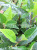Emulational Greenery Bonsai Maojian Tea Tree Ground Bonsai Indoor and Outdoor Plant Tea Engineering Screen Decoration Wholesale