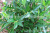 Simulation Tea Tree Camellia Fake Leaves Small Pot Plant Ground Bonsai Maojian Tea Tea 0.7 M Ornament Furnishing Wholesale