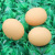 New Pet Toy Dog Sound Egg Strange Egg Cat Dog Sound Toy Pet Supplies