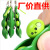 Squeeze Bean Stress Relief Bean Squeeze Music Creative Pressure Relief Relieving Stuffy Pea Pod Keychain Toy