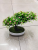 Artificial Flower Greenery Bonsai New Plastic Millet Orchid Living Room Bedroom Desk Decoration Small Ornaments Artificial Flower