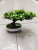 Artificial Flower Greenery Bonsai New Plastic Millet Orchid Living Room Bedroom Desk Decoration Small Ornaments Artificial Flower