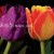 5D Painting Hot Sale 40 * 40cm Three-Dimensional Picture Tulip