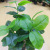 Simulation Tropical Plant Bonsai Decoration Simulation Feel Monstera Decoration Bonsai Window Wholesale