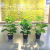 Simulation Tropical Plant Bonsai Decoration Simulation Feel Monstera Decoration Bonsai Window Wholesale