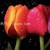 5D Painting Hot Sale 40 * 40cm Three-Dimensional Picture Tulip