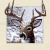 5D Painting Hot Sale 40 * 40cm Stereo Picture Deer Animal