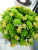Artificial Flower Greenery Bonsai Potted Plastic Millet Orchid Table Decoration Small Ornaments 