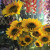 Customed 7 Head Artificial sunflower silk flower artificiale