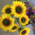 Customed 7 Head Artificial sunflower silk flower artificiale