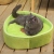 Cute Avocado Pet Bed Cat Nest Detachable Mat Winter Warm Internet Celebrity Doghouse Cathouse Pet Supplies