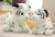 Zoo Simulation Tiger Doll Plush Toys Cute Northeast Tiger Doll White Tiger Rag Doll Girls Super Cute