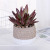 Nordic Ins Simulation Multi-Meat Potted Plant Ornament Furnishing Simple Home Cement Plant Flowerpot Balcony Decoration