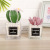 Factory Direct Supply Simulation Green Plant Multiple Styles Cactus Lotus Succulent Pot Office Home Beautiful Ornaments