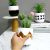 New European Style Cement Pots Artificial Succulent Pant Bonsai Decoration Bonsai Window Display Ornaments Decorations in Stock