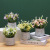Manufacturers Supply Nordic Ins Emulational Greenery Bonsai Table Flower Plant Ornaments Bonsai Living Room Interior Decorations