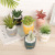 European and American Ins Style Simulation Green Plant Cactus Sago Cycas Small Green Plant Decoration Office Living Room Desktop Small Ornaments