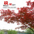 Imitate Leaves Maple Branch Red Maple Leaf Indoor Greenery Fake Trees Modeling Vine Rattan Ceiling Plant Wall Decoration