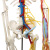 Qinghua 33204 Simulation Human Skeleton Model 85cm 42cm Detachable Medical Biology Teaching Skull Bone