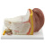 Qinghua Anatomical Ear Model 3 Times Human Organ Anatomy Model Biological Teaching Medical Demonstration Model Teacher