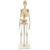Qinghua 33204 Simulation Human Skeleton Model 85cm 42cm Detachable Medical Biology Teaching Skull Bone
