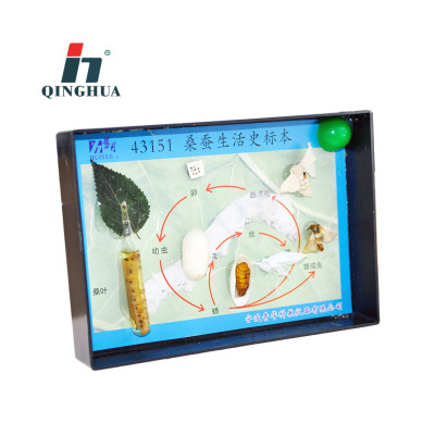 Qinghua 43151 Silkworm History Specimen Science and Education Instrument Biological Observation Experiment Teaching Demonstration Experimental Apparatus