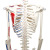 Qinghua 33204 Simulation Human Skeleton Model 85cm 42cm Detachable Medical Biology Teaching Skull Bone